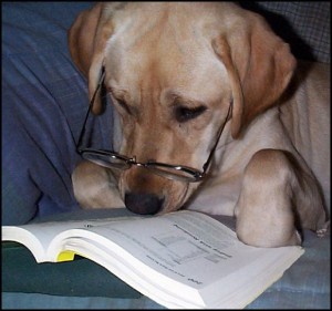 dog-reading-book