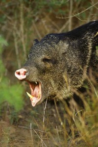 Angry Javelina with Tusks