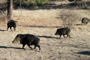 herd of Javelinas