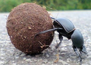 dung beetle